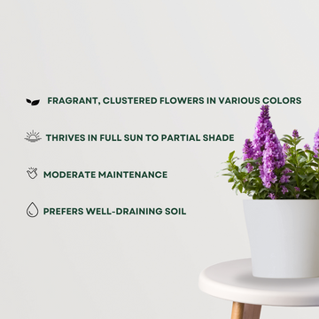 Stock Flowers Plant